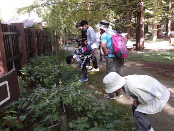森林植物園のふしぎ