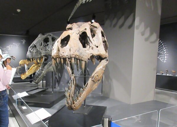 たんば恐竜博物館訪問（化石発掘体験から変更）